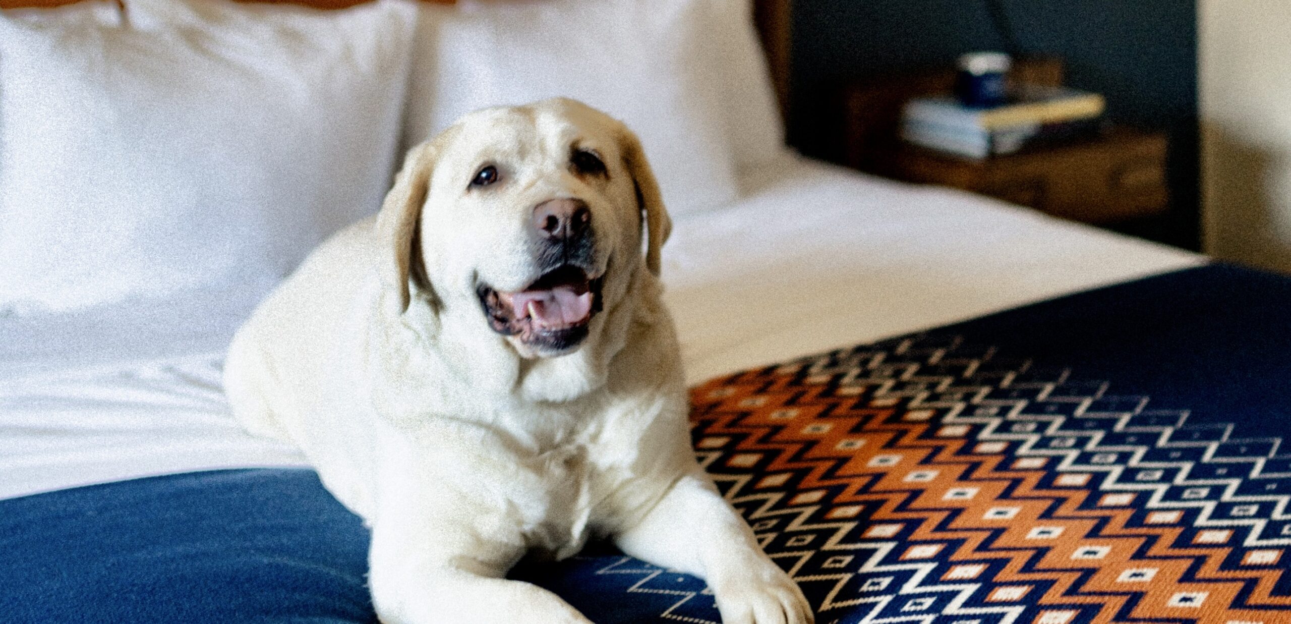 A white dog rests peacefully on a comfortable bed, embracing a moment of serene tranquility.