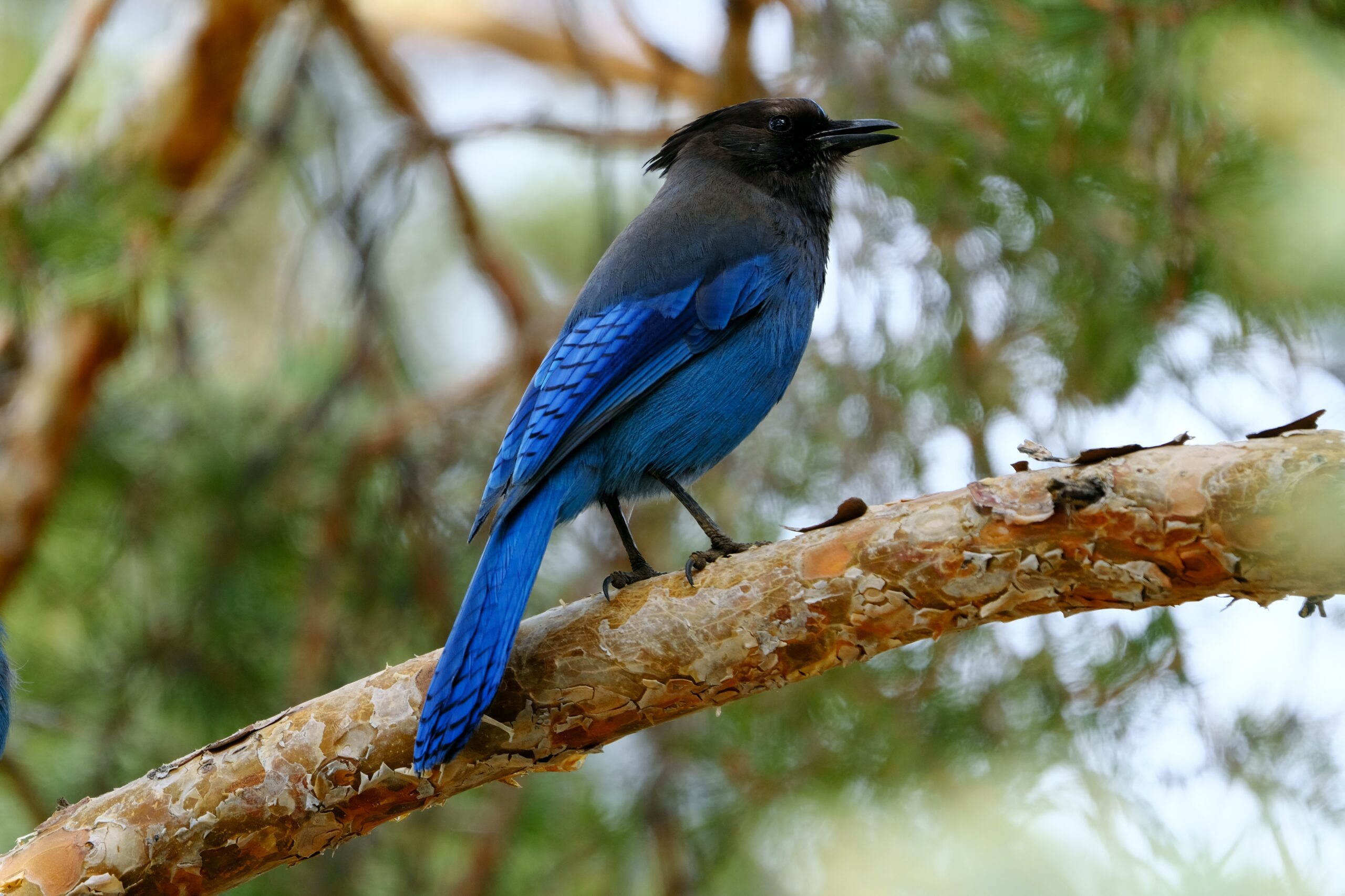 Steller's Jay bird, adorned in black and blue hues, perched gracefully on a tree bark.