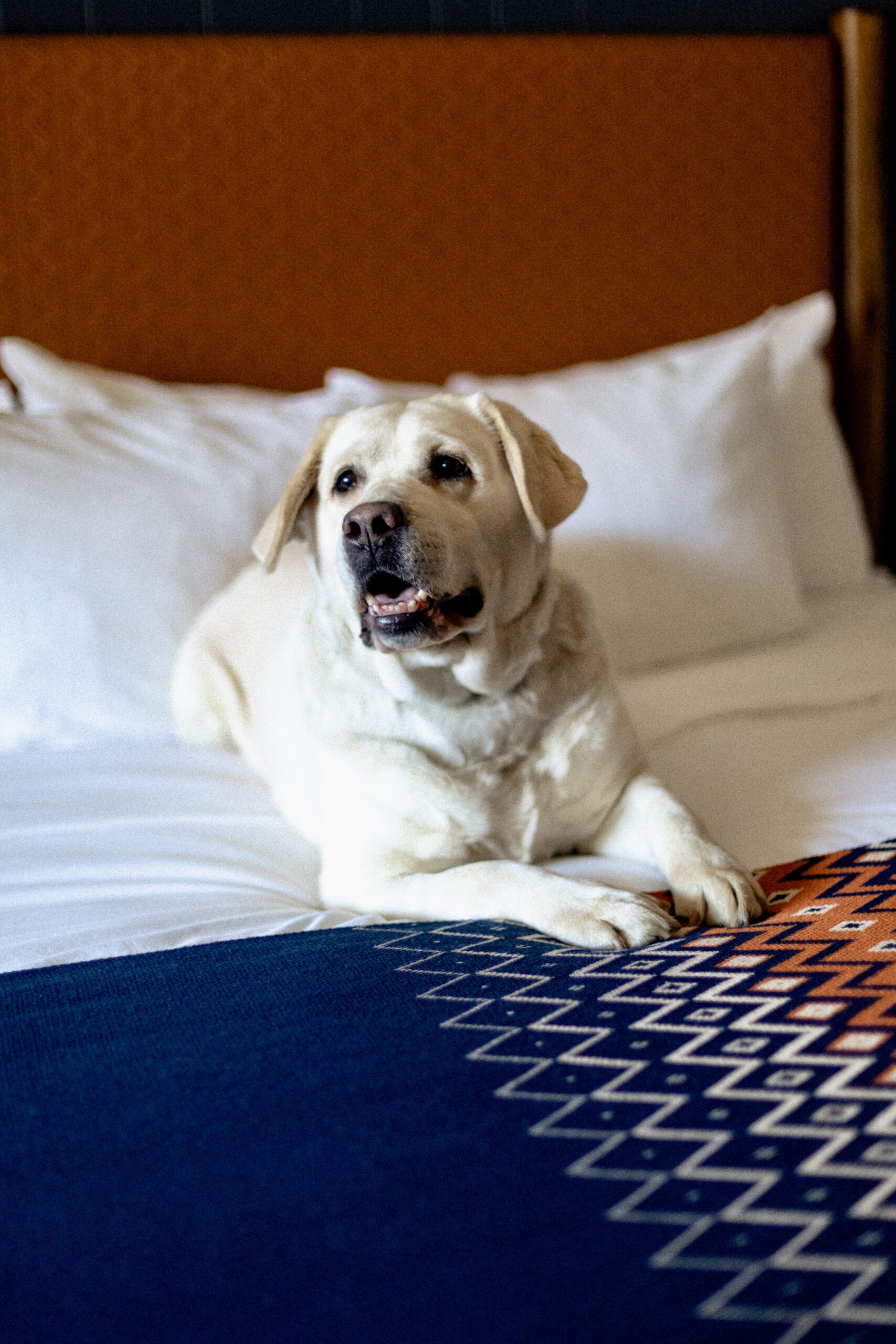 A serene moment as a white dog lounges on a comfy bed, embracing tranquility.