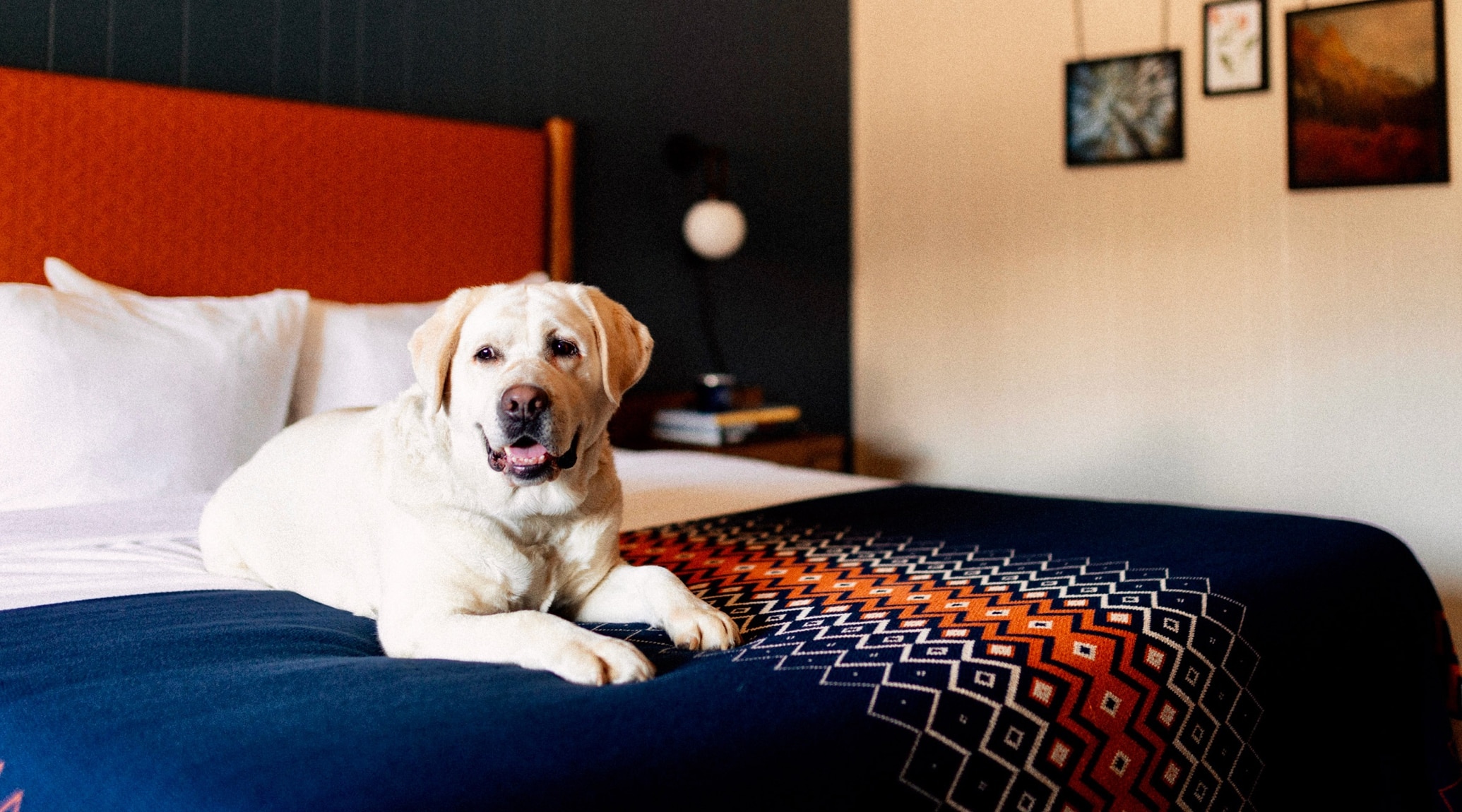 Outbound Mammoth - Amenities - Pup-Friendly Rooms