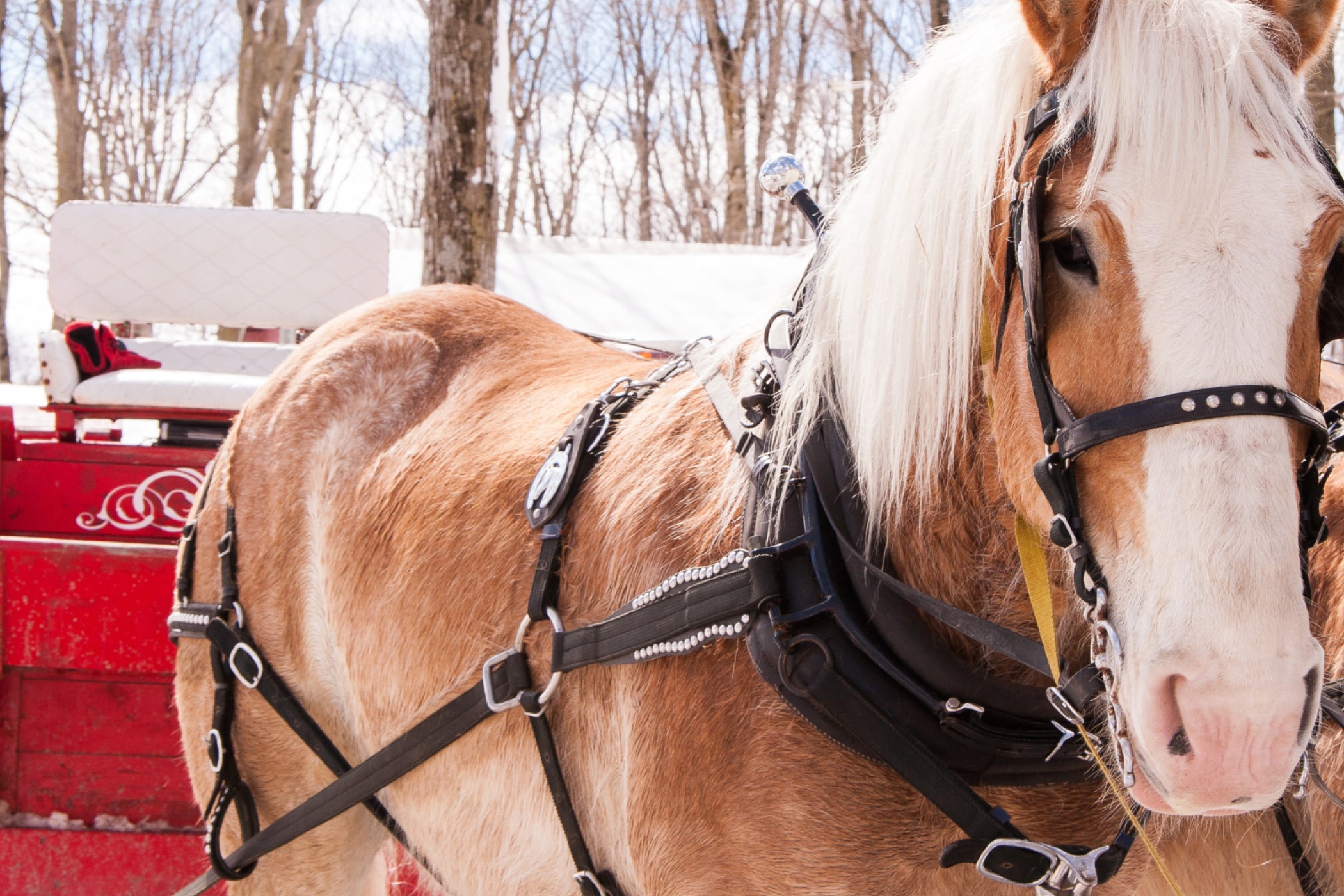 Outbound Stowe - Explore - Sleigh Rides