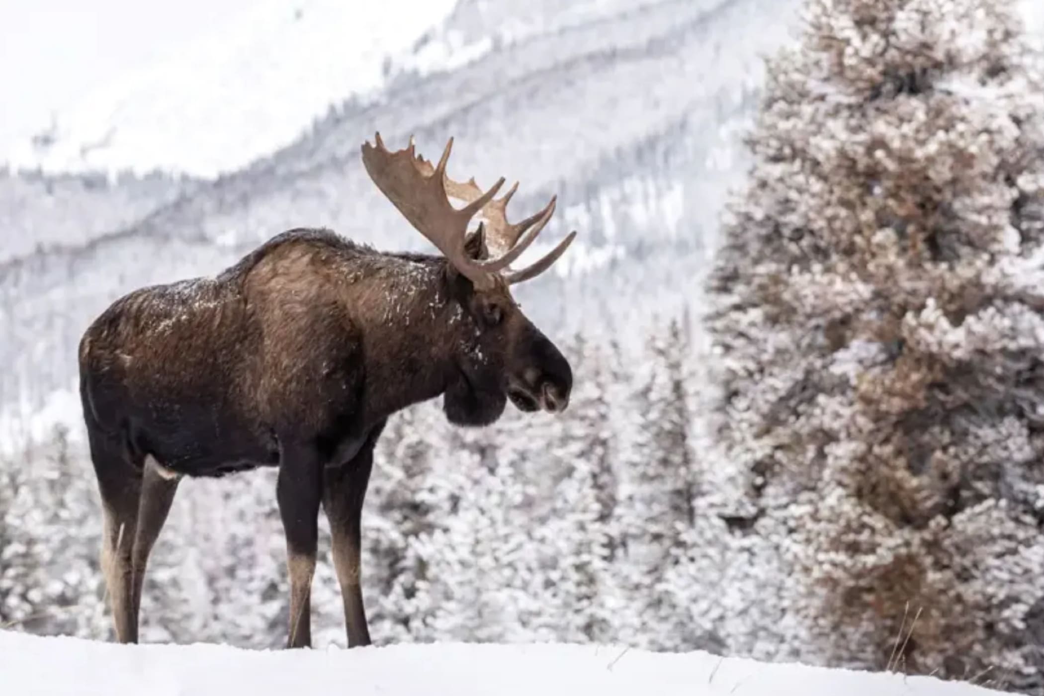 Outbound Stowe - Wild Moose