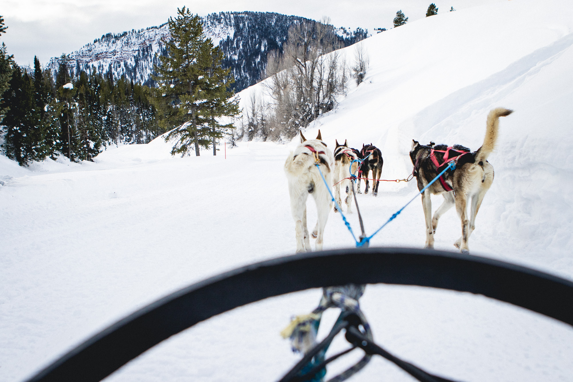 Dogs pull a cart through snowy mountains, providing a splendid view of snow-covered peaks.