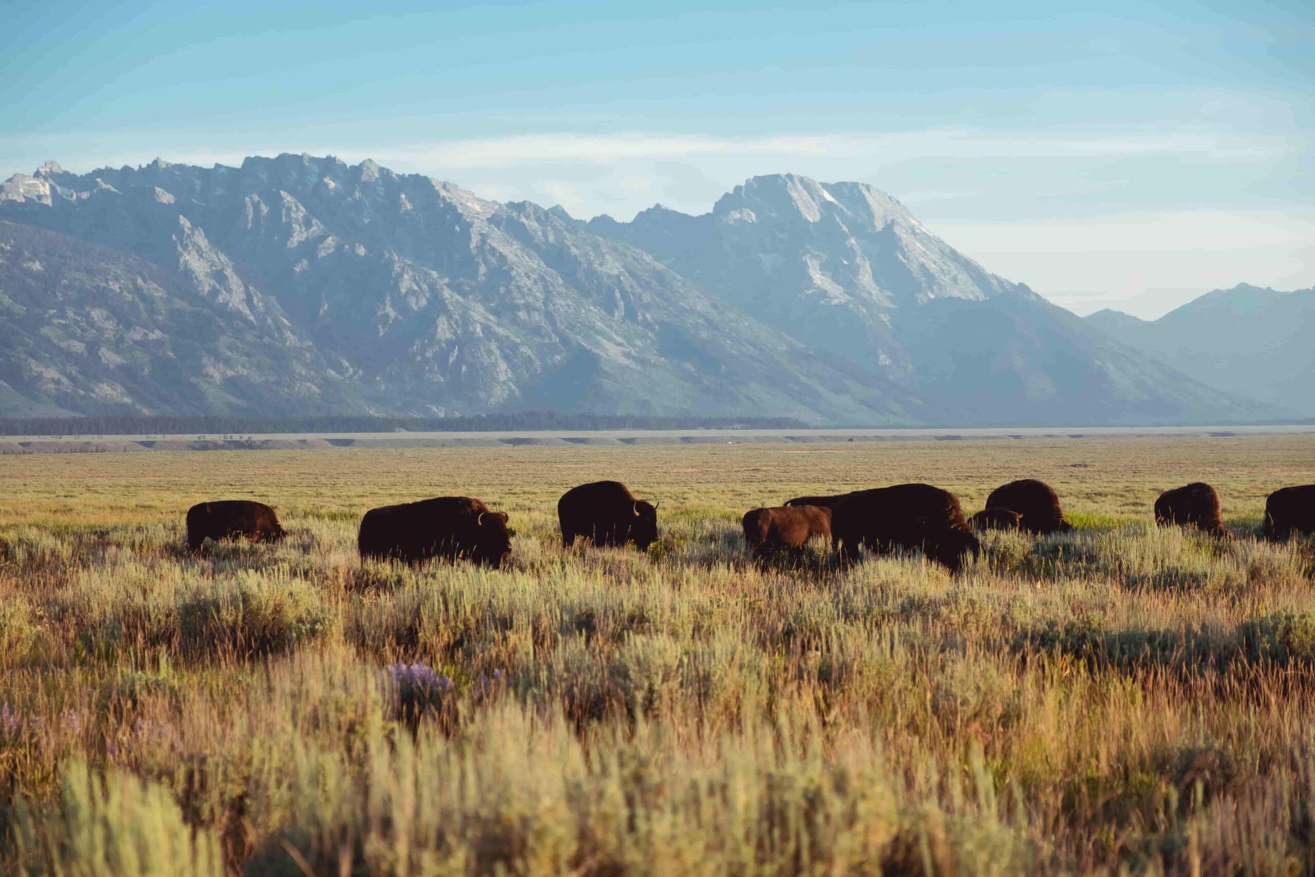 In a barren land, American bison graze on grass beside a mountain.