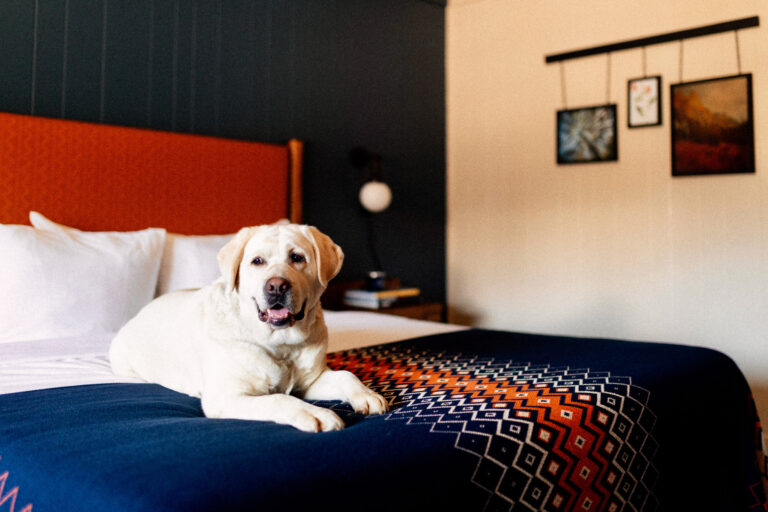 The comfortable bed hosts a white dog, savoring a relaxing and peaceful moment.