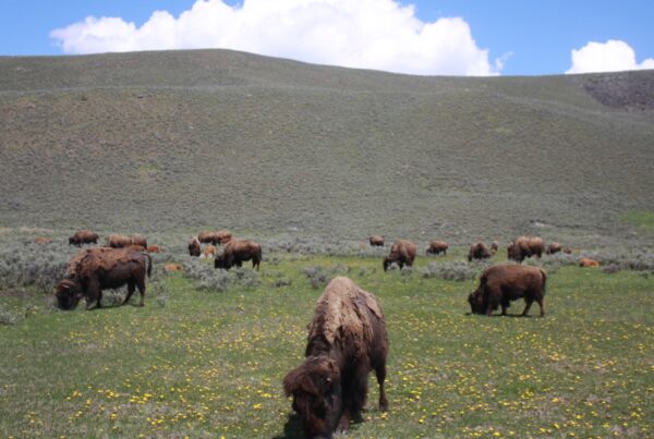 Outbounder Blog-Jackson Hole Wildlife