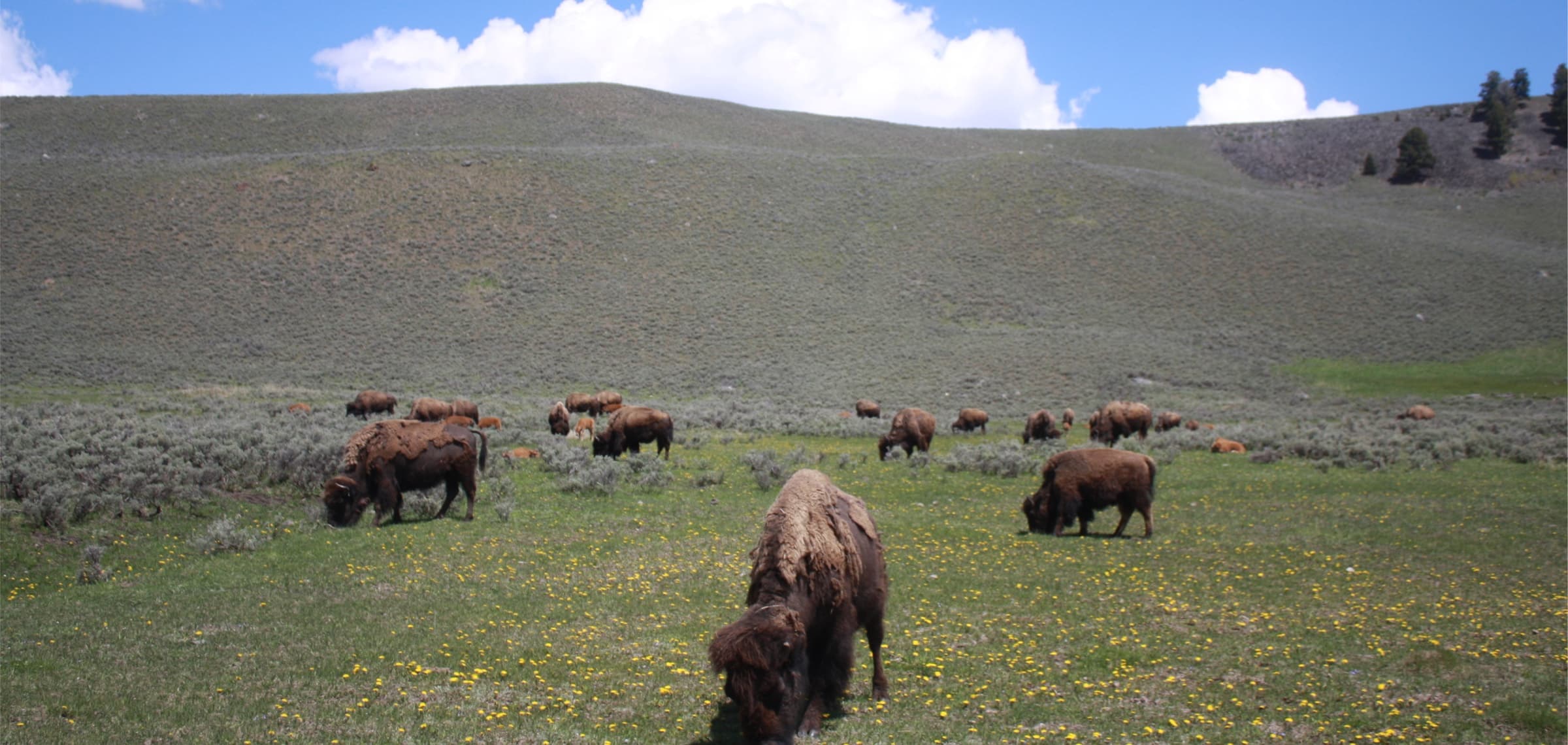 Buffalo graze in an open field near our hotel in Jackson Hole, WY