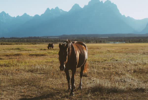 Horse in Jackson Hole