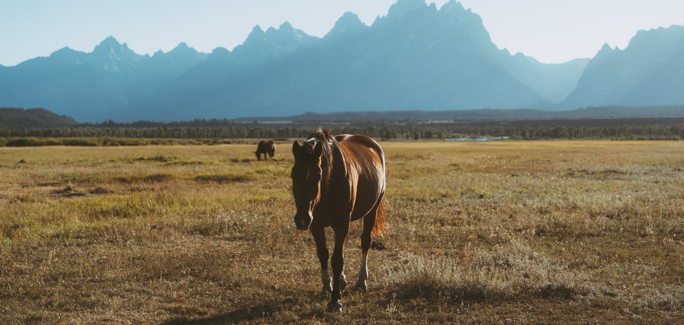 Horse in Jackson Hole
